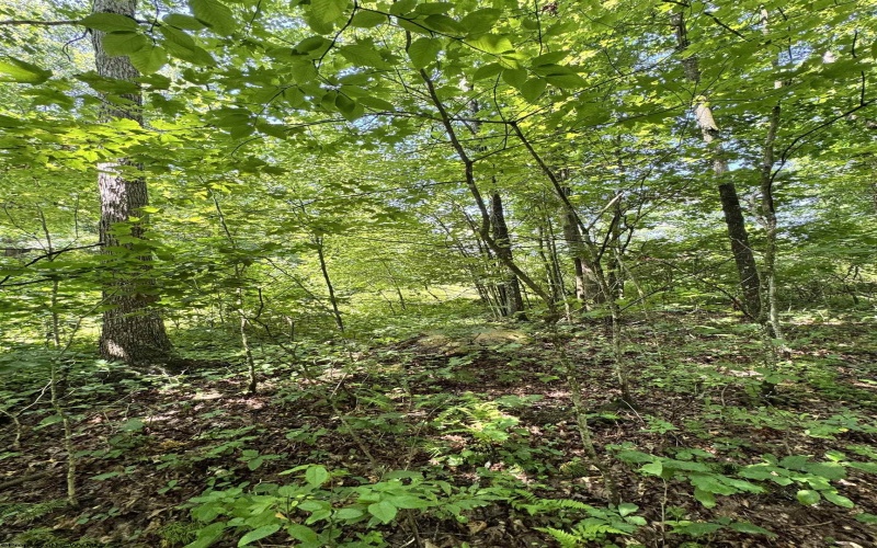 TBD Woodview Drive, Bruceton Mills, West Virginia 26525, 0 , 0 ,0,Lots/land,For Sale,Woodview,0,10166493