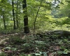 TBD Woodview Drive, Bruceton Mills, West Virginia 26525, 0 , 0 ,0,Lots/land,For Sale,Woodview,0,10166493