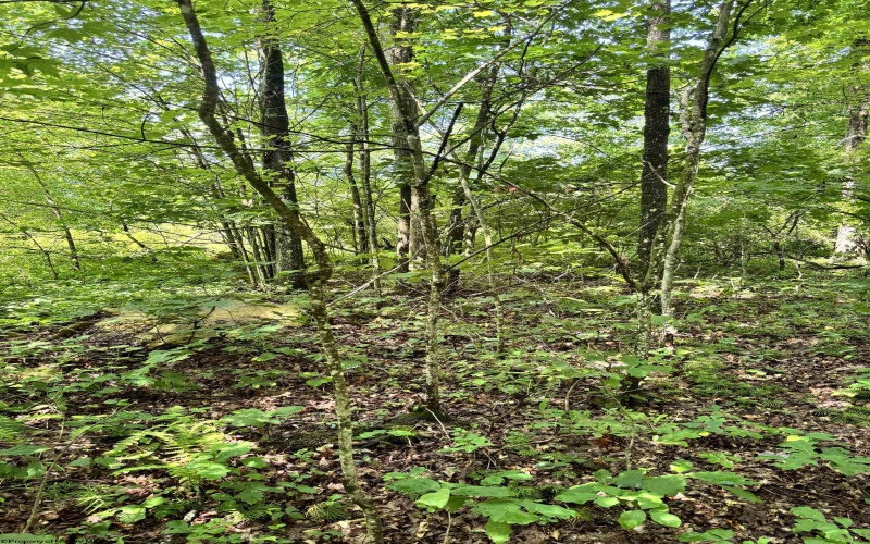 TBD Woodview Drive, Bruceton Mills, West Virginia 26525, 0 , 0 ,0,Lots/land,For Sale,Woodview,0,10166493
