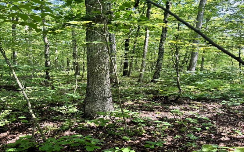 TBD Woodview Drive, Bruceton Mills, West Virginia 26525, 0 , 0 ,0,Lots/land,For Sale,Woodview,0,10166493