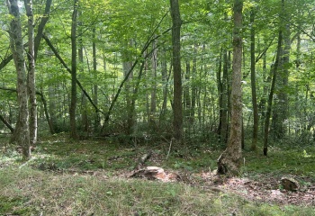 TBD Derico Road, Buckhannon, West Virginia 26201, 0 , 0 ,0,Lots/land,For Sale,Derico,0,10166495