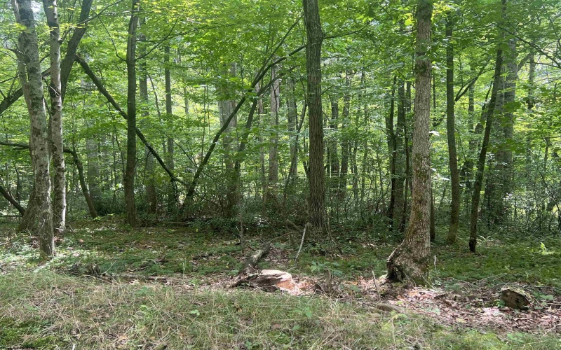 TBD Derico Road, Buckhannon, West Virginia 26201, 0 , 0 ,0,Lots/land,For Sale,Derico,0,10166495