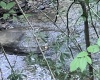 TBD Derico Road, Buckhannon, West Virginia 26201, 0 , 0 ,0,Lots/land,For Sale,Derico,0,10166495