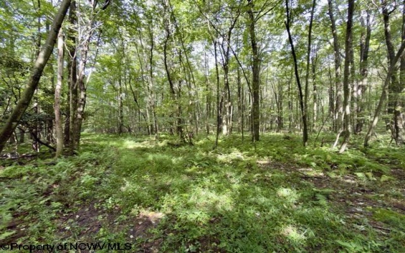 1261 Beaver Creek Drive, Bruceton Mills, West Virginia 26525, 0 , 0 ,0,Lots/land,For Sale,Beaver Creek,0,10166510 1261 Beaver Creek Drive, Bruceton Mills, West Virginia 26525, 0 , 0 ,0,Lots/land,For Sale,Beaver Creek,0,10166510