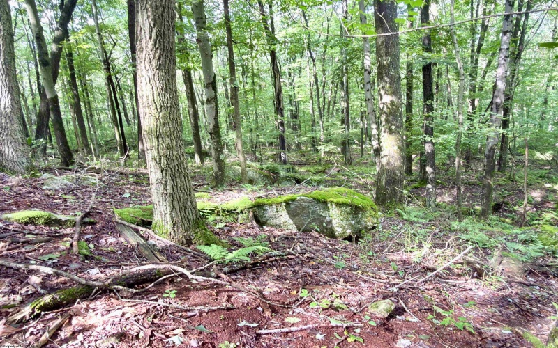 1261 Beaver Creek Drive, Bruceton Mills, West Virginia 26525, 0 , 0 ,0,Lots/land,For Sale,Beaver Creek,0,10166510 1261 Beaver Creek Drive, Bruceton Mills, West Virginia 26525, 0 , 0 ,0,Lots/land,For Sale,Beaver Creek,0,10166510