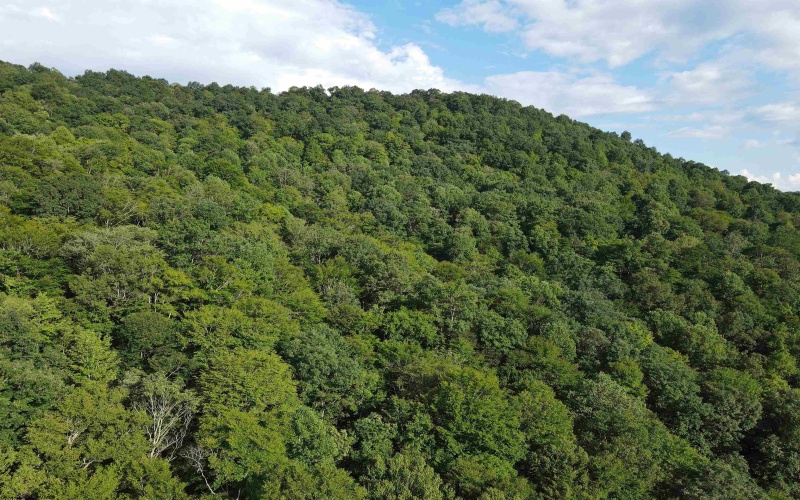 TBD Fallen Timber Road, Ireland, West Virginia 26376, 0 , 0 ,0,Lots/land,For Sale,Fallen Timber,0,10166513