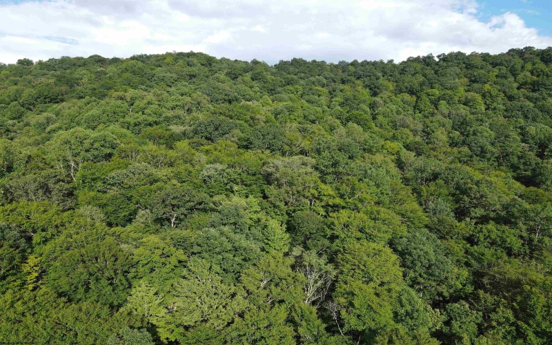 TBD Fallen Timber Road, Ireland, West Virginia 26376, 0 , 0 ,0,Lots/land,For Sale,Fallen Timber,0,10166513