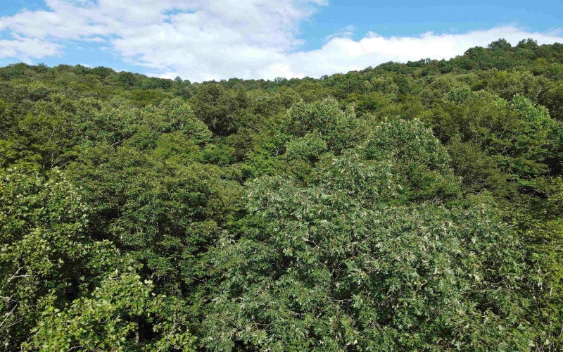 TBD Fallen Timber Road, Ireland, West Virginia 26376, 0 , 0 ,0,Lots/land,For Sale,Fallen Timber,0,10166513