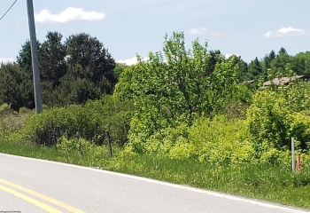 215 Courtland Road, Davis, West Virginia 26260, 0 , 0 ,0,Lots/land,For Sale,Courtland,0,10154416