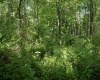 Lot 1 Crim Avenue, Belington, West Virginia 26250, 0 , 0 ,0,Lots/land,For Sale,Crim,0,10166524