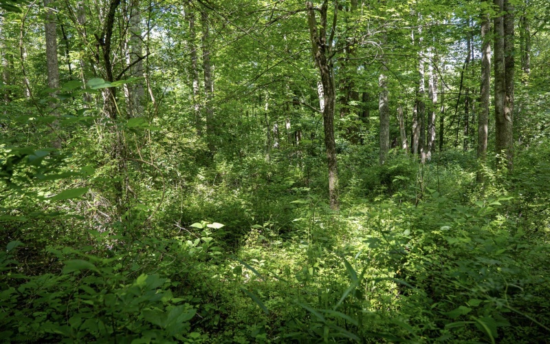 Lot 1 Crim Avenue, Belington, West Virginia 26250, 0 , 0 ,0,Lots/land,For Sale,Crim,0,10166524
