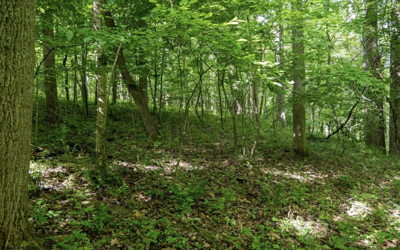 Lot 1 Crim Avenue, Belington, West Virginia 26250, 0 , 0 ,0,Lots/land,For Sale,Crim,0,10166524