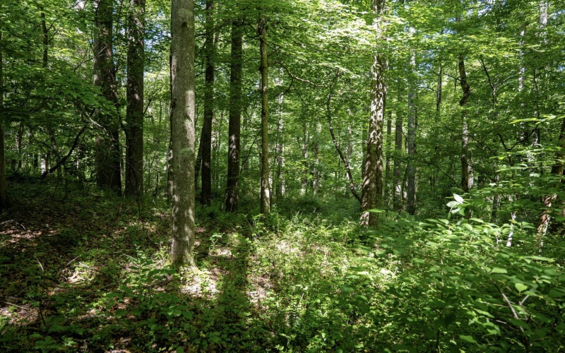 Lot 1 Crim Avenue, Belington, West Virginia 26250, 0 , 0 ,0,Lots/land,For Sale,Crim,0,10166524