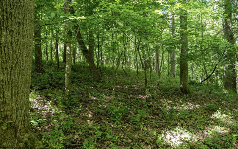 Lot 1 Crim Avenue, Belington, West Virginia 26250, 0 , 0 ,0,Lots/land,For Sale,Crim,0,10166524