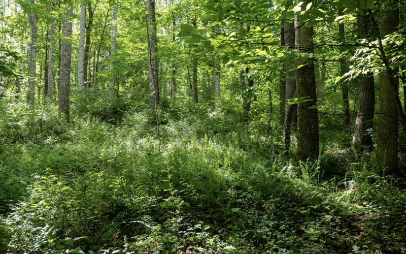 Lot 1 Crim Avenue, Belington, West Virginia 26250, 0 , 0 ,0,Lots/land,For Sale,Crim,0,10166524