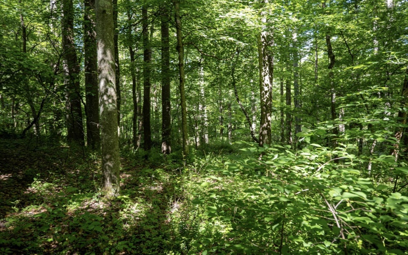 Lot 1 Crim Avenue, Belington, West Virginia 26250, 0 , 0 ,0,Lots/land,For Sale,Crim,0,10166524