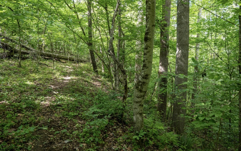Lot 1 Crim Avenue, Belington, West Virginia 26250, 0 , 0 ,0,Lots/land,For Sale,Crim,0,10166524