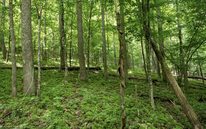 Lot 1 Crim Avenue, Belington, West Virginia 26250, 0 , 0 ,0,Lots/land,For Sale,Crim,0,10166524