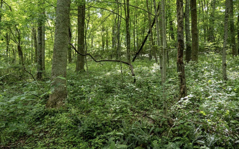 Lot 1 Crim Avenue, Belington, West Virginia 26250, 0 , 0 ,0,Lots/land,For Sale,Crim,0,10166524