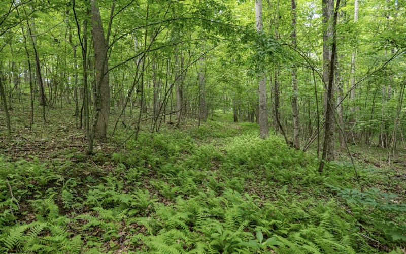 Lot 1 Crim Avenue, Belington, West Virginia 26250, 0 , 0 ,0,Lots/land,For Sale,Crim,0,10166524