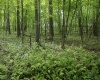 Lot 1 Crim Avenue, Belington, West Virginia 26250, 0 , 0 ,0,Lots/land,For Sale,Crim,0,10166524