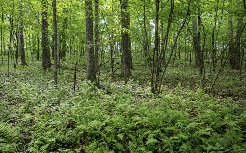 Lot 1 Crim Avenue, Belington, West Virginia 26250, 0 , 0 ,0,Lots/land,For Sale,Crim,0,10166524