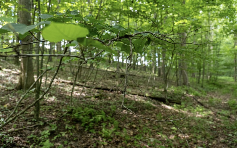 Lot 1 Crim Avenue, Belington, West Virginia 26250, 0 , 0 ,0,Lots/land,For Sale,Crim,0,10166524