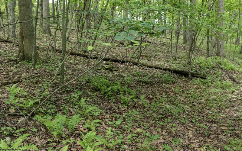Lot 1 Crim Avenue, Belington, West Virginia 26250, 0 , 0 ,0,Lots/land,For Sale,Crim,0,10166524
