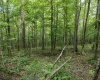 Lot 1 Crim Avenue, Belington, West Virginia 26250, 0 , 0 ,0,Lots/land,For Sale,Crim,0,10166524