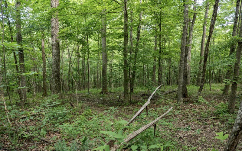 Lot 1 Crim Avenue, Belington, West Virginia 26250, 0 , 0 ,0,Lots/land,For Sale,Crim,0,10166524