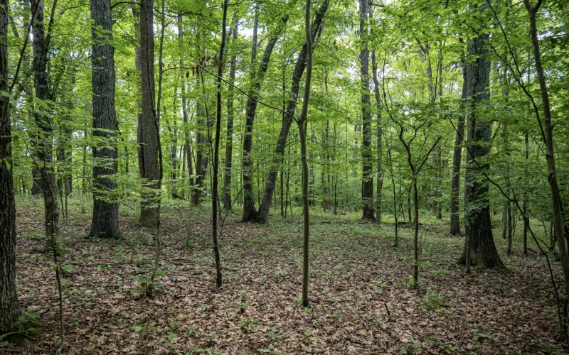 Lot 1 Crim Avenue, Belington, West Virginia 26250, 0 , 0 ,0,Lots/land,For Sale,Crim,0,10166524