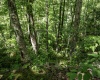 Lot 1 Crim Avenue, Belington, West Virginia 26250, 0 , 0 ,0,Lots/land,For Sale,Crim,0,10166524