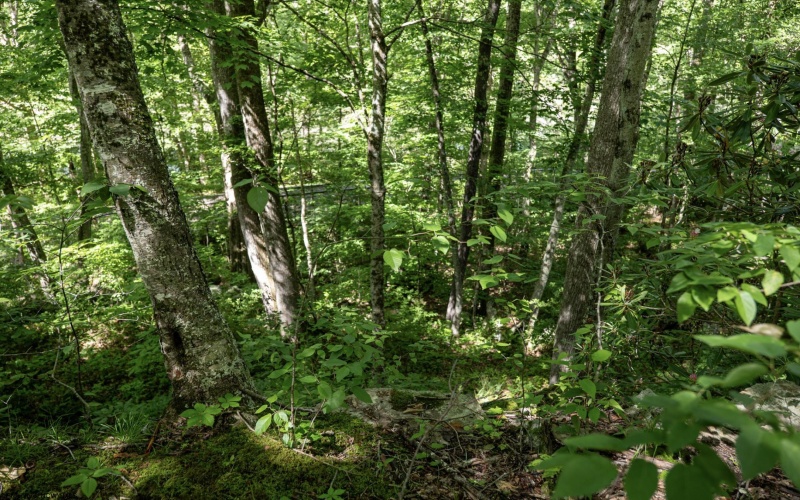 Lot 1 Crim Avenue, Belington, West Virginia 26250, 0 , 0 ,0,Lots/land,For Sale,Crim,0,10166524