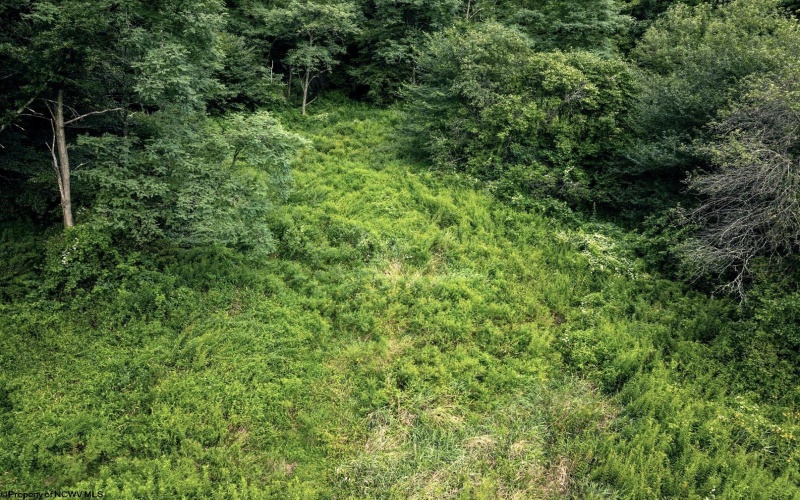 Lot 1 Buck Lick Road, Terra Alta, West Virginia 26764, 0 , 0 ,0,Lots/land,For Sale,Buck Lick,0,10166525