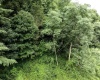 Lot 1 Buck Lick Road, Terra Alta, West Virginia 26764, 0 , 0 ,0,Lots/land,For Sale,Buck Lick,0,10166525
