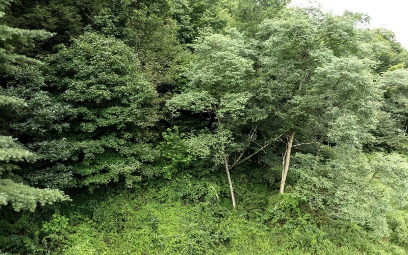 Lot 1 Buck Lick Road, Terra Alta, West Virginia 26764, 0 , 0 ,0,Lots/land,For Sale,Buck Lick,0,10166525