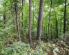 Lot 1 Buck Lick Road, Terra Alta, West Virginia 26764, 0 , 0 ,0,Lots/land,For Sale,Buck Lick,0,10166525