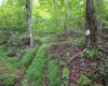 Lot 1 Buck Lick Road, Terra Alta, West Virginia 26764, 0 , 0 ,0,Lots/land,For Sale,Buck Lick,0,10166525