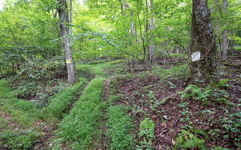 Lot 1 Buck Lick Road, Terra Alta, West Virginia 26764, 0 , 0 ,0,Lots/land,For Sale,Buck Lick,0,10166525