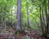 Lot 1 Buck Lick Road, Terra Alta, West Virginia 26764, 0 , 0 ,0,Lots/land,For Sale,Buck Lick,0,10166525