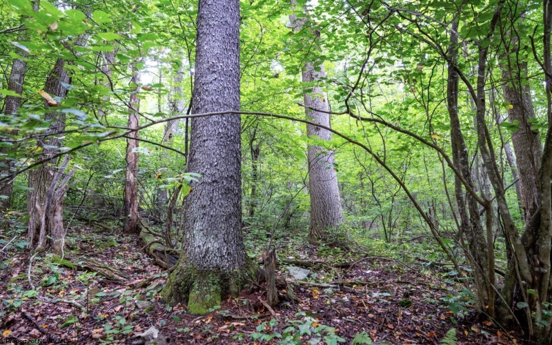 Lot 1 Buck Lick Road, Terra Alta, West Virginia 26764, 0 , 0 ,0,Lots/land,For Sale,Buck Lick,0,10166525