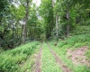 Lot 1 Buck Lick Road, Terra Alta, West Virginia 26764, 0 , 0 ,0,Lots/land,For Sale,Buck Lick,0,10166525