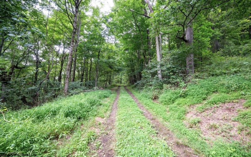 Lot 1 Buck Lick Road, Terra Alta, West Virginia 26764, 0 , 0 ,0,Lots/land,For Sale,Buck Lick,0,10166525