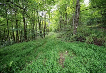 Lot 1 Buck Lick Road, Terra Alta, West Virginia 26764, 0 , 0 ,0,Lots/land,For Sale,Buck Lick,0,10166525
