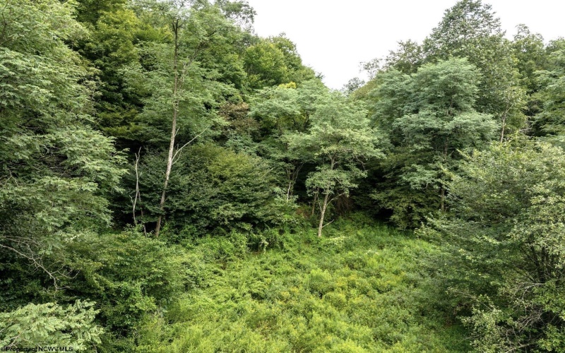 Lot 1 Buck Lick Road, Terra Alta, West Virginia 26764, 0 , 0 ,0,Lots/land,For Sale,Buck Lick,0,10166525