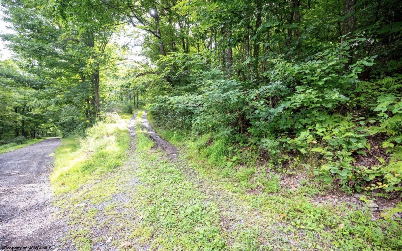 Lot 1 Buck Lick Road, Terra Alta, West Virginia 26764, 0 , 0 ,0,Lots/land,For Sale,Buck Lick,0,10166525