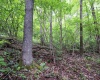 Lot 1 Buck Lick Road, Terra Alta, West Virginia 26764, 0 , 0 ,0,Lots/land,For Sale,Buck Lick,0,10166525