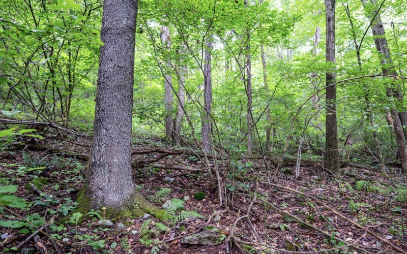 Lot 1 Buck Lick Road, Terra Alta, West Virginia 26764, 0 , 0 ,0,Lots/land,For Sale,Buck Lick,0,10166525