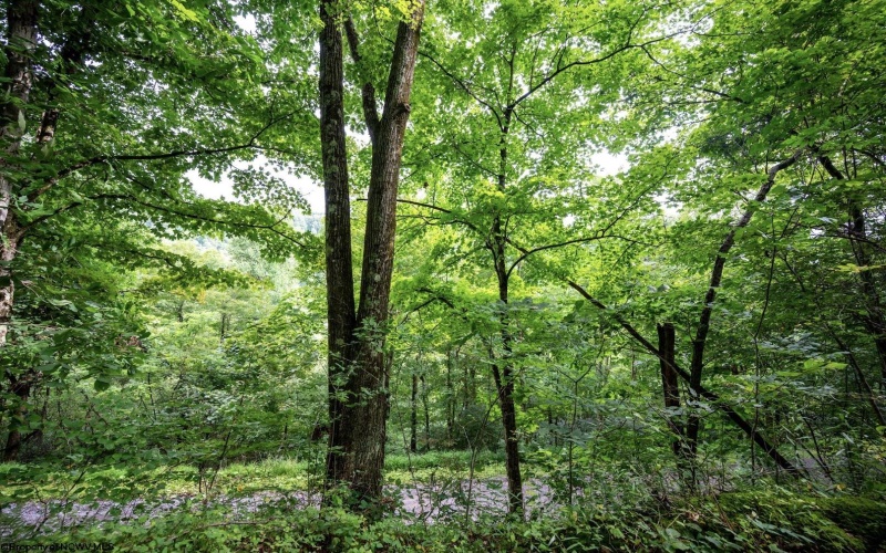 Lot 1 Buck Lick Road, Terra Alta, West Virginia 26764, 0 , 0 ,0,Lots/land,For Sale,Buck Lick,0,10166525