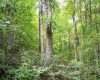 Lot 1 Buck Lick Road, Terra Alta, West Virginia 26764, 0 , 0 ,0,Lots/land,For Sale,Buck Lick,0,10166525